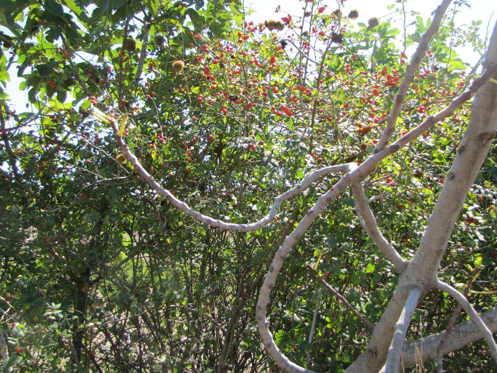 גנג'י Agriturismo San Pietro מראה חיצוני תמונה