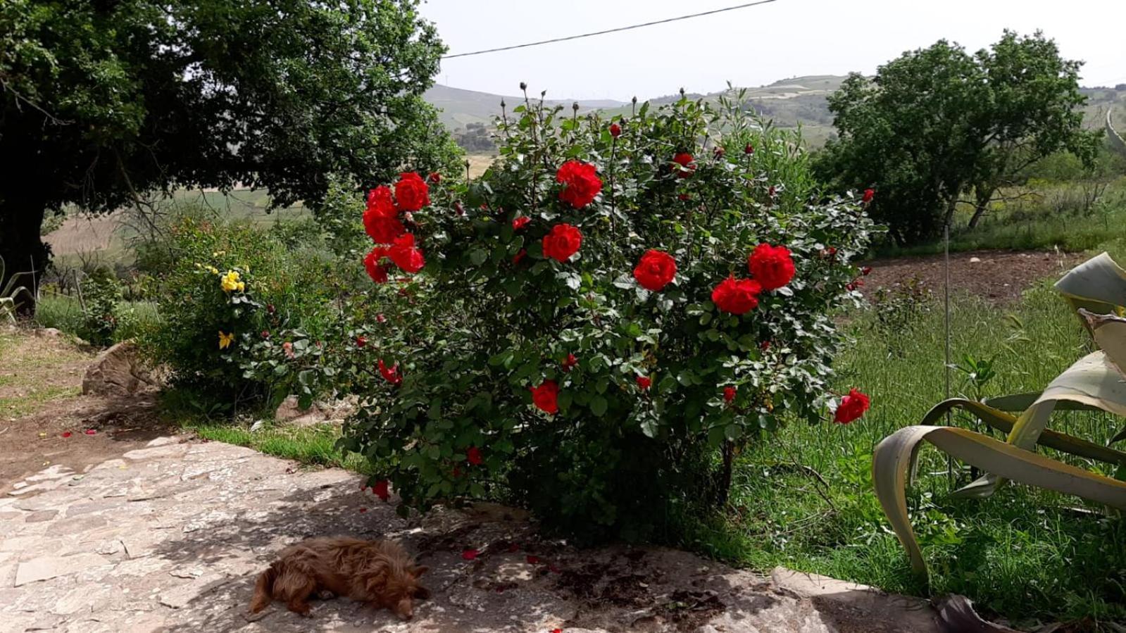 גנג'י Agriturismo San Pietro מראה חיצוני תמונה