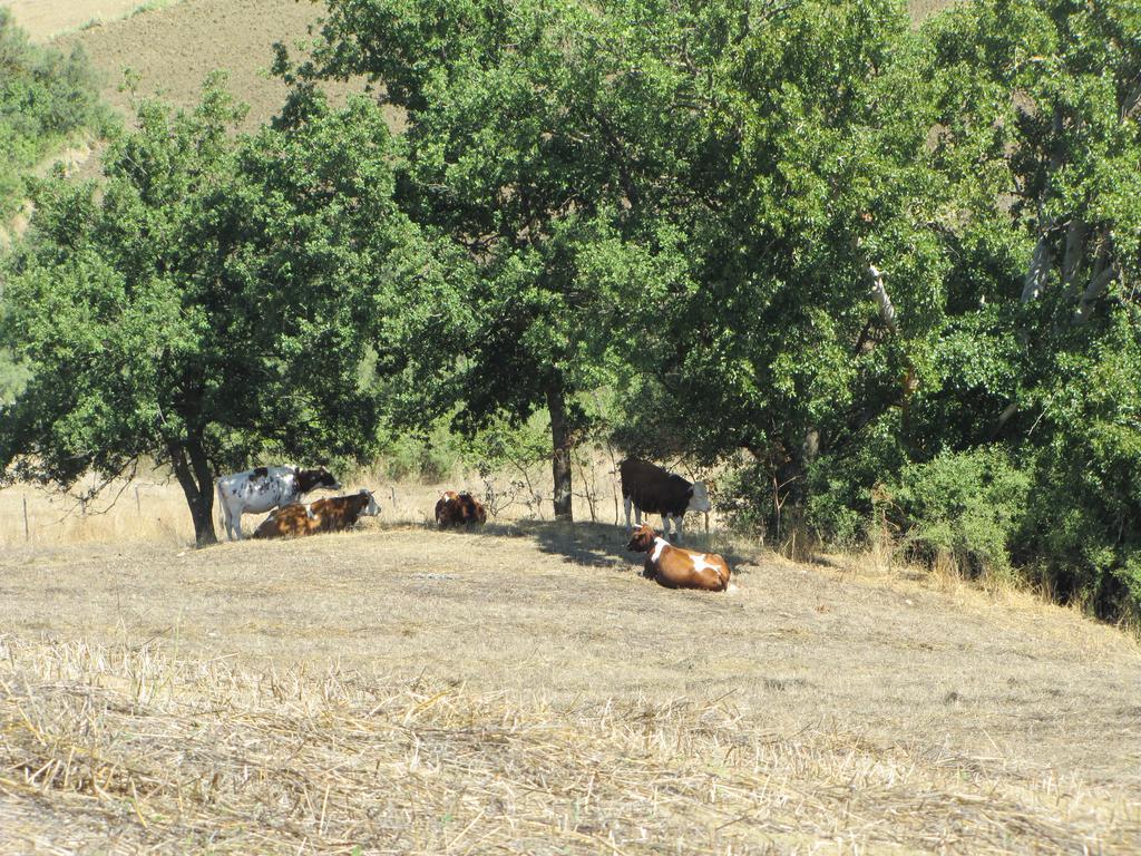גנג'י Agriturismo San Pietro מראה חיצוני תמונה