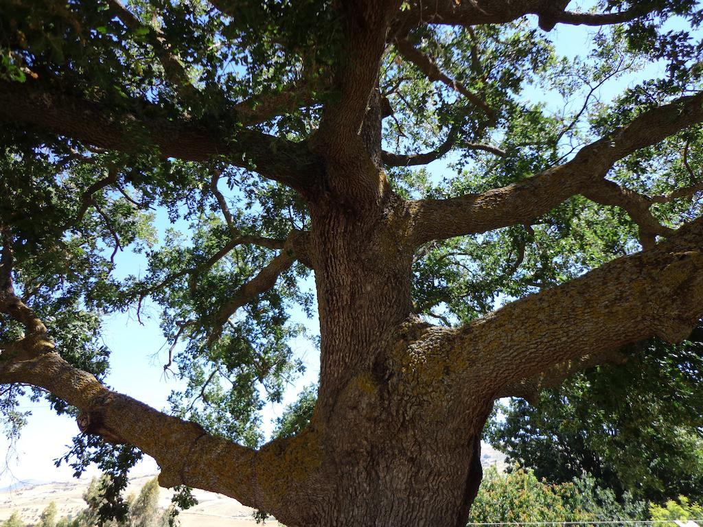 גנג'י Agriturismo San Pietro מראה חיצוני תמונה