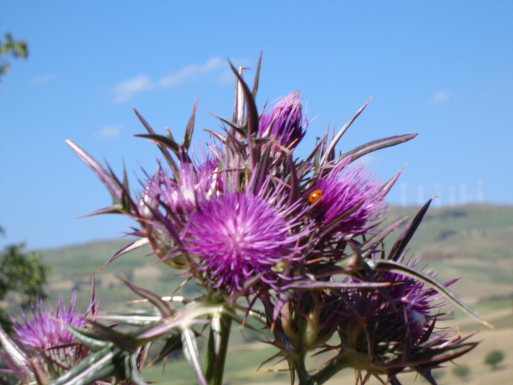 גנג'י Agriturismo San Pietro מראה חיצוני תמונה