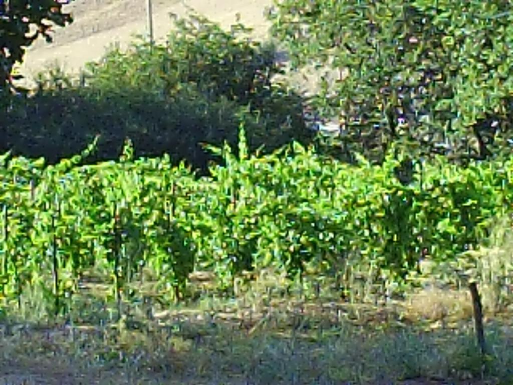 גנג'י Agriturismo San Pietro מראה חיצוני תמונה