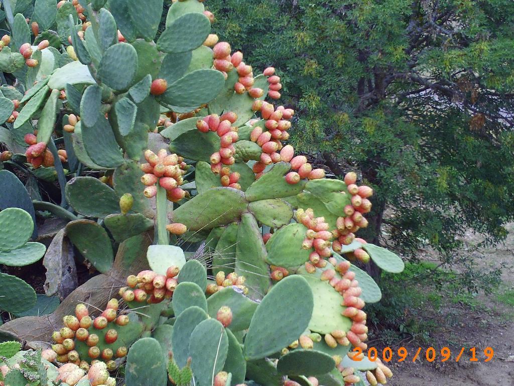 גנג'י Agriturismo San Pietro מראה חיצוני תמונה